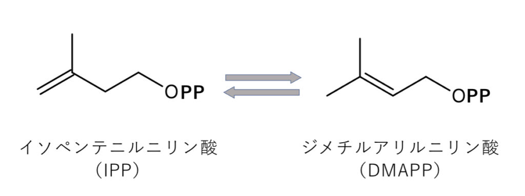 異性体の関係にあるIPPとDMAPP