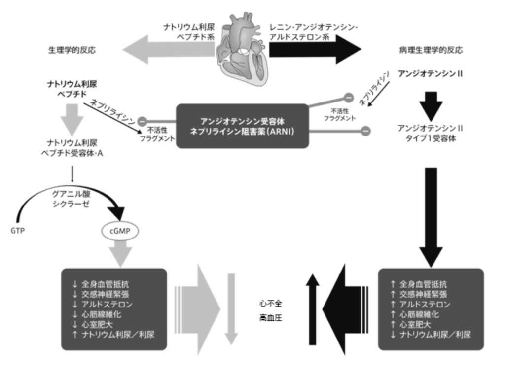 サクビトリルバルサルタン、エンレストの作用機序